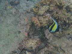 Zanclus cornutus