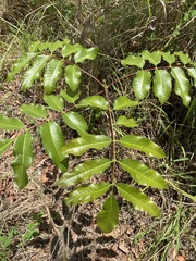 Canarium australianum