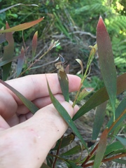 Hakea salicifolia