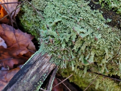 Cladonia parasitica