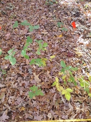 Impatiens pallida