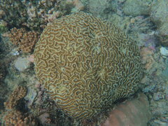 Lobophyllia