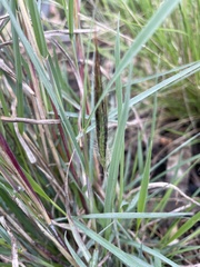 Dichanthium sericeum