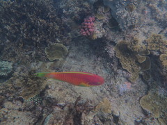 Chlorurus microrhinos