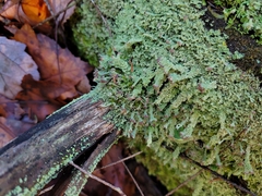 Cladonia parasitica