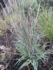 Dichanthium sericeum