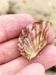 Electroma papilionacea