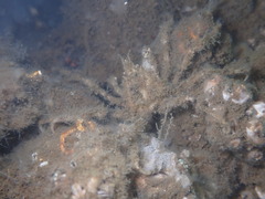 Pyromaia tuberculata