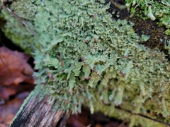 Cladonia parasitica