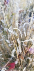Bouteloua gracilis