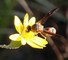 Eumenes smithii