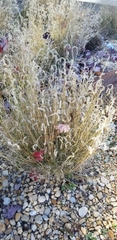 Bouteloua gracilis