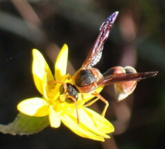 Eumenes smithii