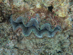 Tridacna