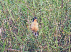 Donacobius atricapilla
