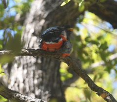 Trogon elegans