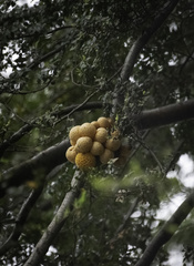 Cyttaria hariotii