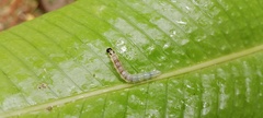 Eulepte