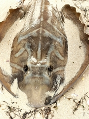 Trygonorrhina dumerilii
