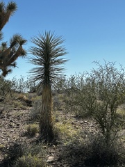 Yucca