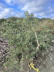 Jatropha canescens