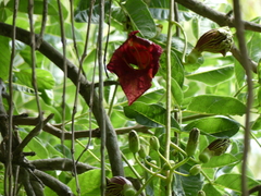 Kigelia africana