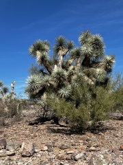 Yucca