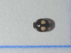 Hyperaspis pseudodonzeli