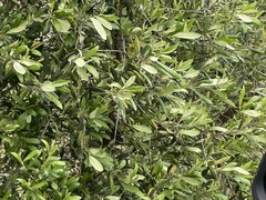 Olea