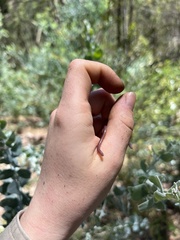 Typhlopidae