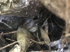 Thersites mitchellae