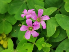 Oxalis debilis