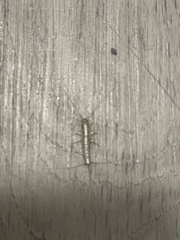 Zygentoma