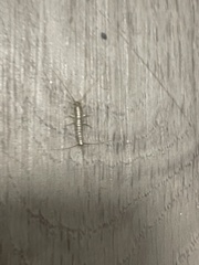 Zygentoma