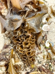 Undaria pinnatifida