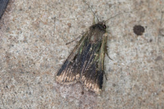 Feltia subterranea