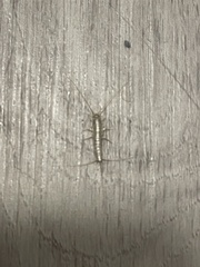 Zygentoma