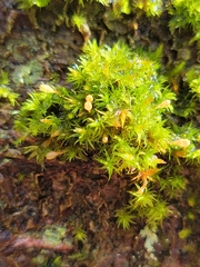 Ulota crispula