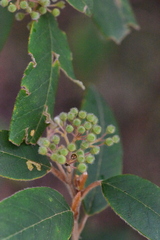 Pomaderris discolor