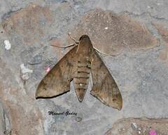 Pachylioides resumens