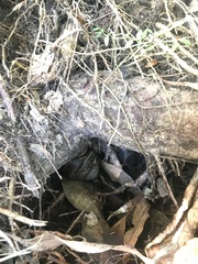 Thersites mitchellae