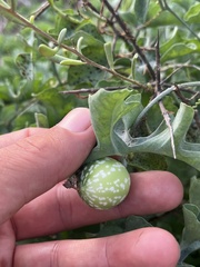 Ibervillea sonorae
