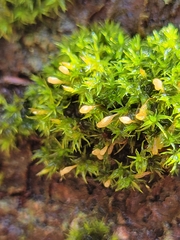 Ulota crispula