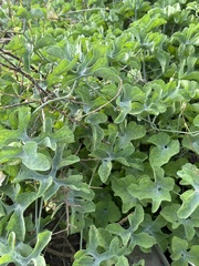 Ibervillea sonorae