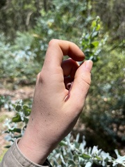 Typhlopidae