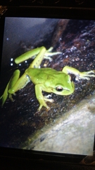 Dendropsophus molitor