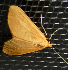 Eubaphe