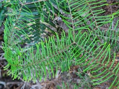 Gleichenia dicarpa
