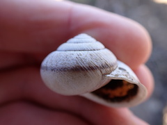 Helminthoglypta stiversiana