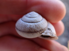 Helminthoglypta stiversiana